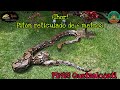 Serpiente gigante de 6mts (Pitón reticulado/Malayopython reticulatus) | PIMVS Quetzalcóatl