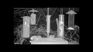 Would it Kill You to Watch a Flying Squirrel for 59 Seconds? by vector108 42 views 1 year ago 59 seconds