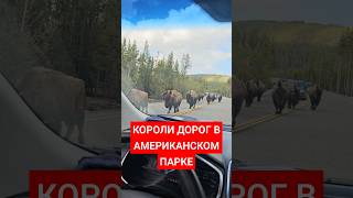 А МЫ ЗДЕСЬ ПРОСТО ГОСТИ #youtube #рекомендации #foryou #короткиевидео #интересно #новое