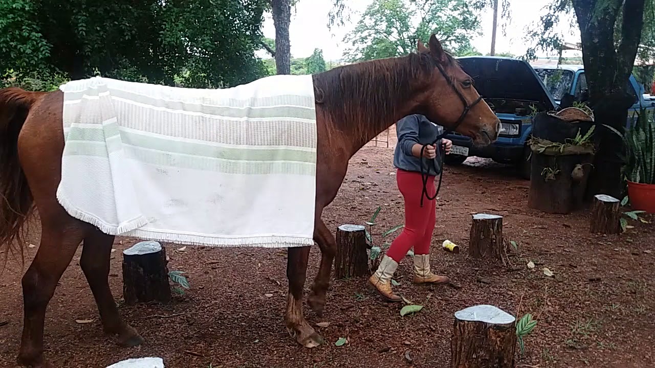 Cavalo com sintomas de tétano parte 2 YouTube Cavalo com sintomas de tétano parte 2 YouTube
