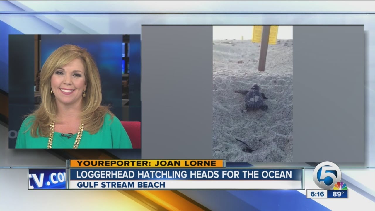 Loggerhead hatchling heads to sea