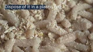 How to Get Rid of Dead Rodent Smells in Toronto | Expert Rodent Odor Removal Tips