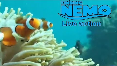 Buscando a Nemo/ live action/ parte 2