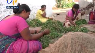 Coriander cultivation in Rangareddy TS  9th December 2014