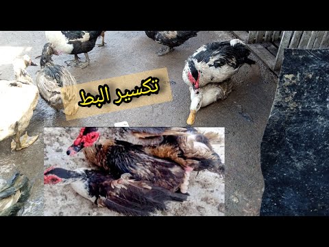 انسي بيض البط يطلع رايق او غير مخصب وبدون بذره بالطريقه دي البيض كله عمران والانتاج كتير 