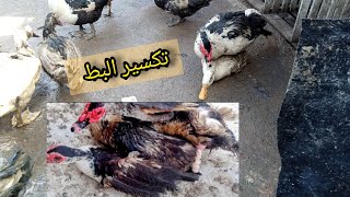 انسي بيض البط يطلع رايق او غير مخصب وبدون بذره بالطريقه دي البيض كله عمران والانتاج كتير