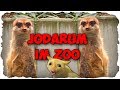 Jodarum im zoo vlog edit gameplay