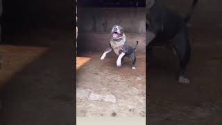 🔥 pitbull Fight Gone Crazy 😱| Must watch !
