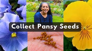 How To Collect Pansy Flower Seeds Saving Seeds Of Pansies Violas