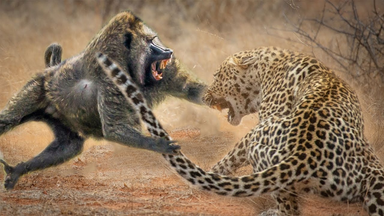 стим animal fight фото 36