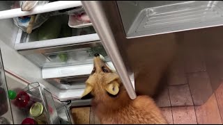 Alice the fox. A cultured fox does not take food from the refrigerator itself.