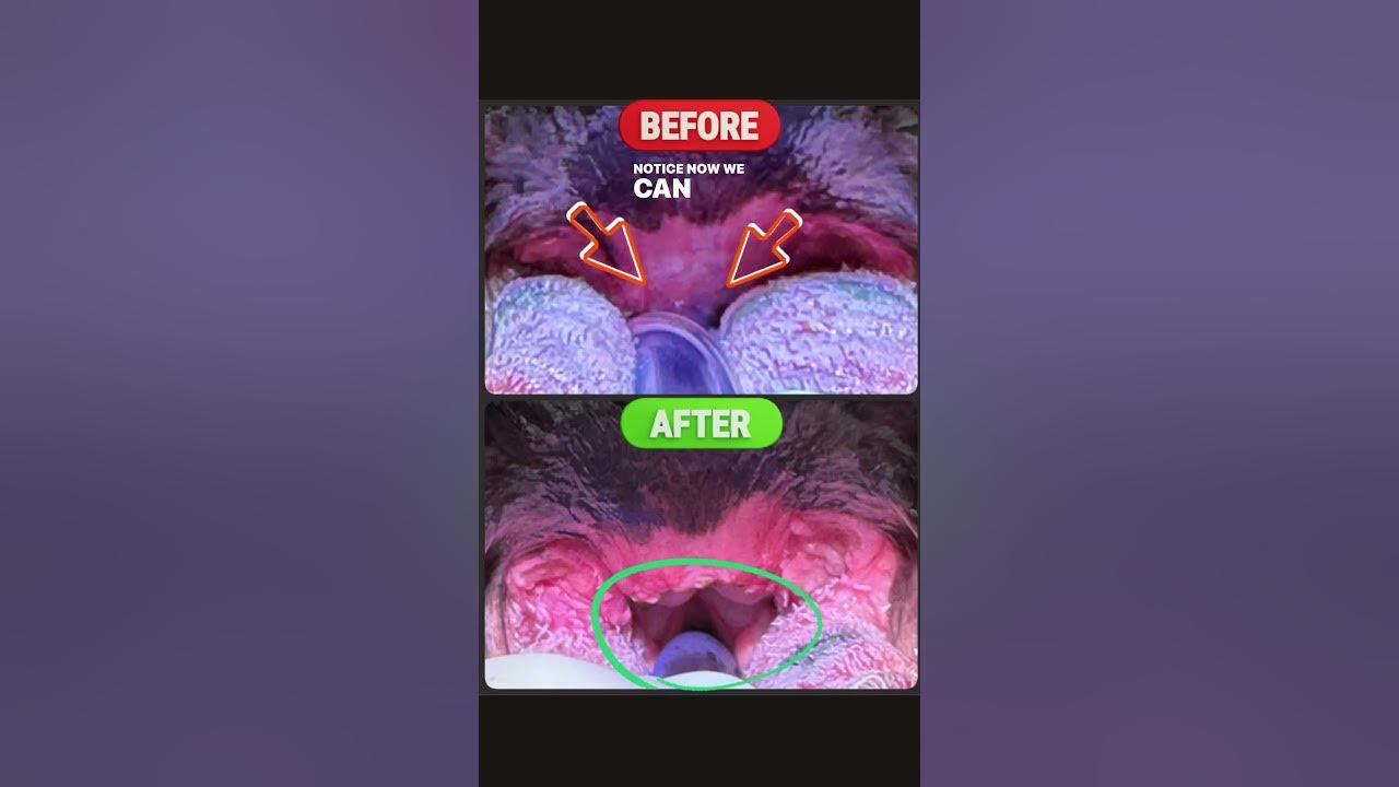 elongated-soft-palate-in-french-bulldog-laser-surgery-youtube