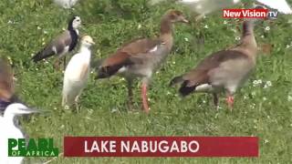 Pearl of Africa: Lake Nabugabo Pearl of Africa: Lake Nabugabo