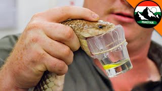 Kígyófejő Ausztráliában A Világ Legveszélyesebb Munkája Brave Wilderness Magyar