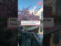 Beautiful blossoms in Castlefield making Manchester look stunning