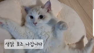 고양이 화보