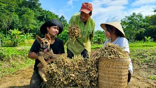 Harvesting Peanuts: Making a Dining Table for Grandpa Sung A Pao