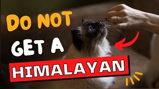 23 Reasons To NOT Get A Himalayan Cat