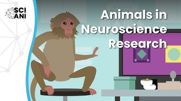 Why are animal studies important in neuroscience research?