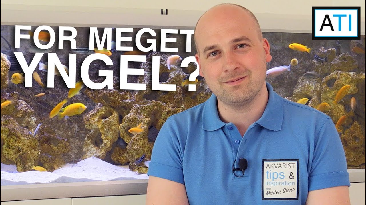 Hvad gør man hvis fiskene har ynglet så meget at der ikke er plads?