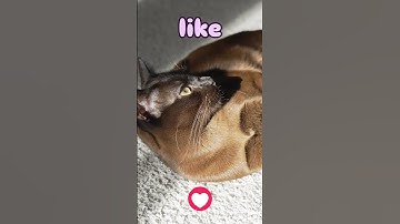 Don’t scroll 💔#cat #catshorts #cuteanimal #cute #catvideos #kitten