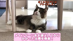 たぬきしっぽの猫 Youtube