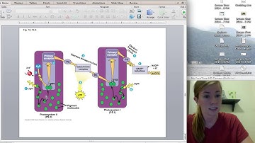 Cyclic & Noncyclic Electron Flow