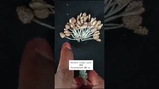 brooch class ##BroochFashionTrends#VintageBroochCollectors#UniqueJewelryFinds#BroochStyleInspo#Han