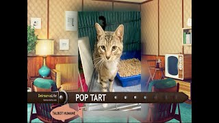 Pet Connect Features Pop Tart the Cat and More Precious Pets