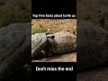 Top Five facts about turtle 🐢|| #shorts #bengalifacts #turtle #viral