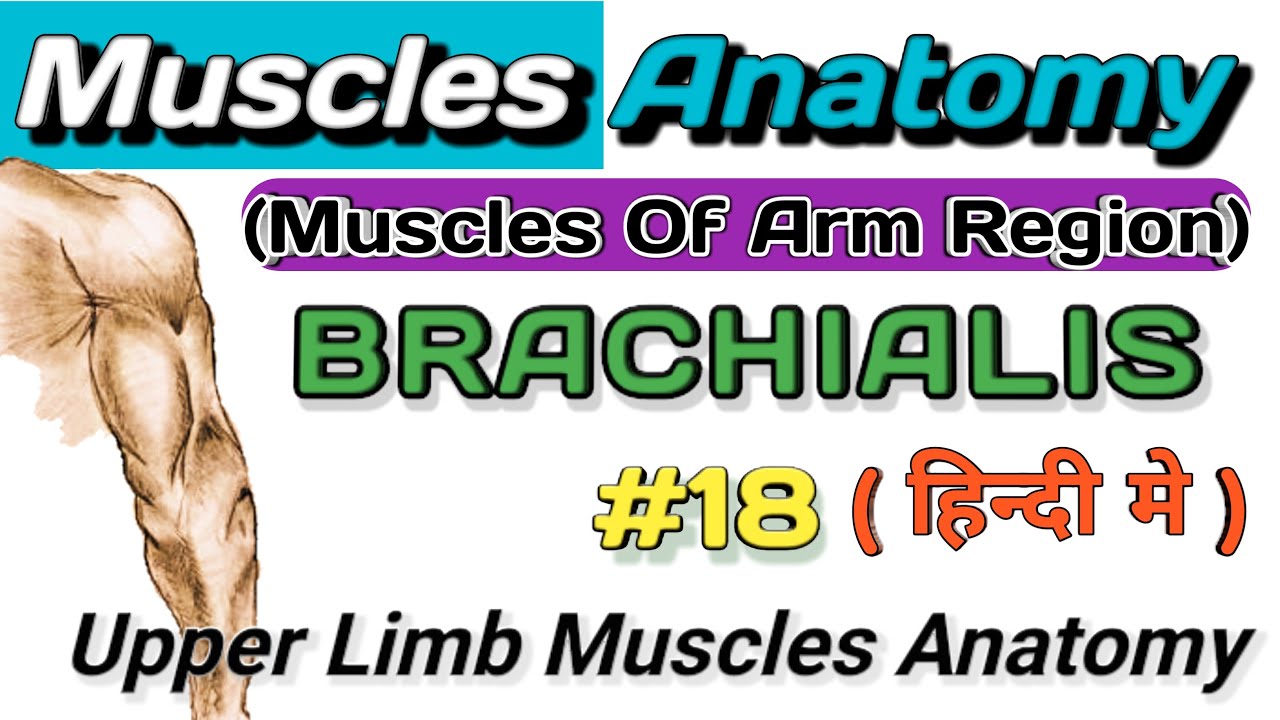 Brachialis Muscle in HindiPart 18 Upper Limb Muscles Anatomy In