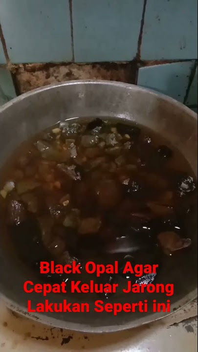 Solusi Tepat Mempercepat Keluar Jarong Black Opal Sempur Banten