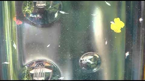 Sea-Monkey Epic Laser Battle