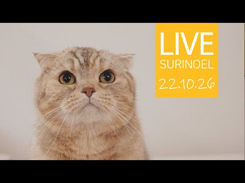 🔴22.10.30 LIVE 【SURI&amp;amp;<strong>NOEL</strong>】 수리노을 고양이들 생방송 😺📹