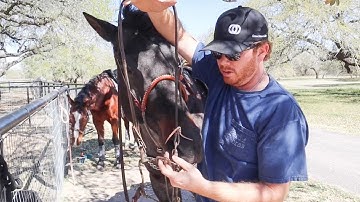 Team Roping Horse Tack!