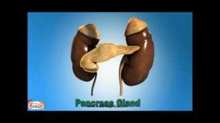 Endocrine System- Human Body Systems For Kids