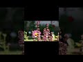 Relaxing Sleep Music - Sleeping Music For Deep Sleeping - Meditationusic - Sleep Music