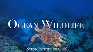 Ocean And Marine Life In 4K - Discover The World's Incredible Ocean Wildlife With Relaxing Music