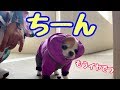 チワワと楽しく雨の散歩のはずがドシャ降りで撃沈【かわいい犬】【chihuahua】【cute dog】【ペット動画】