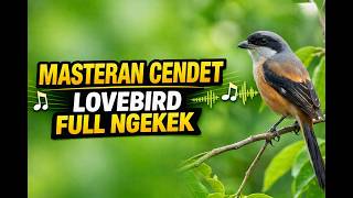 Masteran Cendet Gacor – Suara Lovebird Pikat & Latih Kicau Panjang