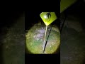 Siren Head Issız Bir Ormanda Uyarı Tabelası
