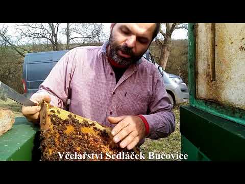 Video: Proč moje včely nestaví plást?