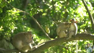 Monkeys Life Biography