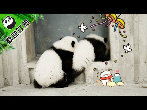 《熊貓早晚安》說好談一場不分手的戀愛 | iPanda熊貓頻道