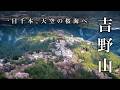 【2026最新】吉野山 桜ハイキング完全ガイド｜下千本から高城山を歩く