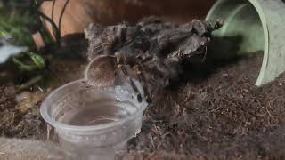 Grammostola Pulchripes Female