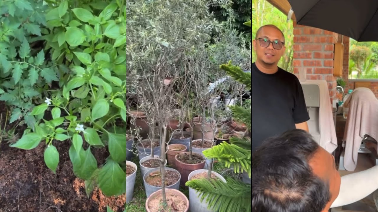 Dato’rizalman,Pokok Zaitun Keramat Pindah Uluyam