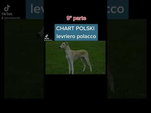 Video: Chart Polski