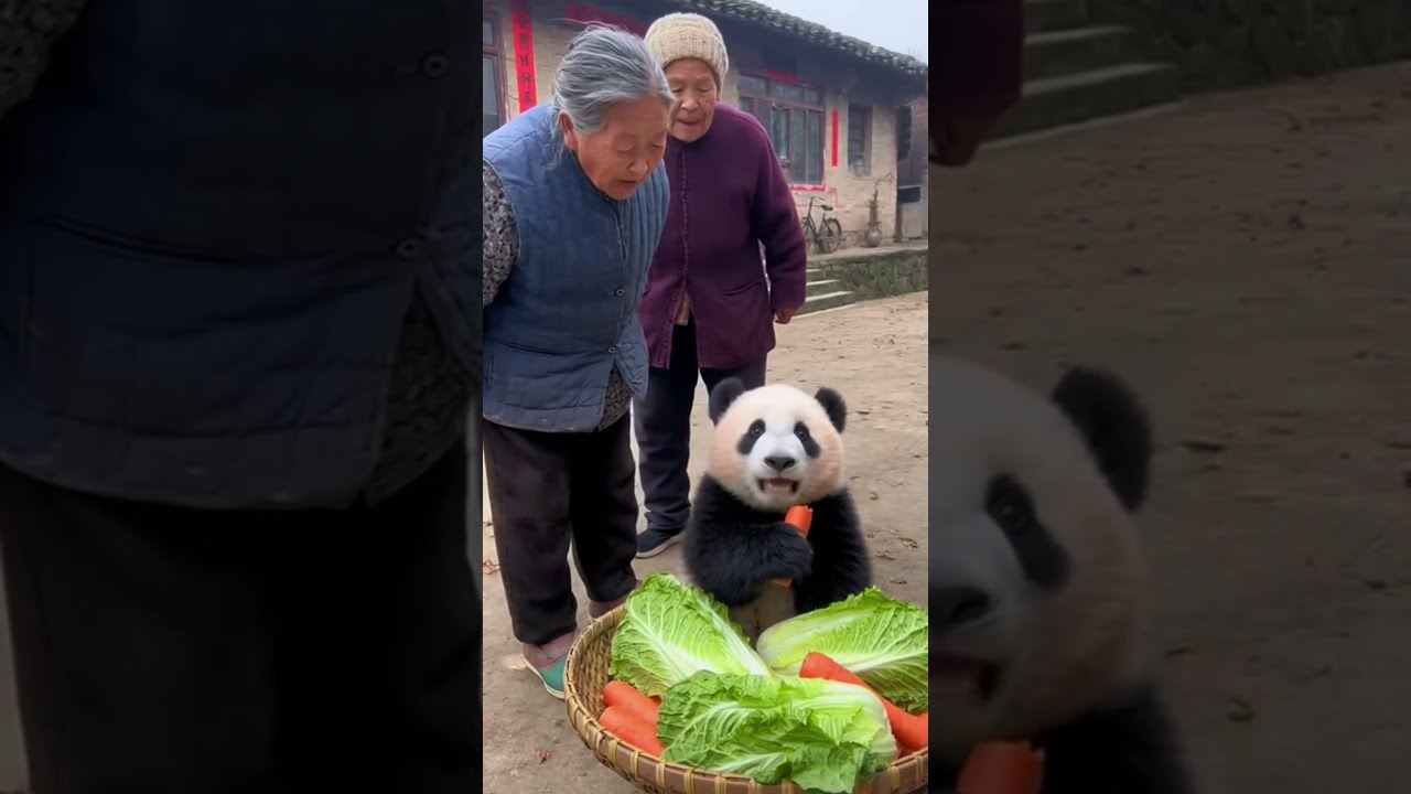 These Grandmas are annoyed with thief Panda