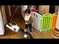 娘に遊んでもらえて大満足な猫兄弟